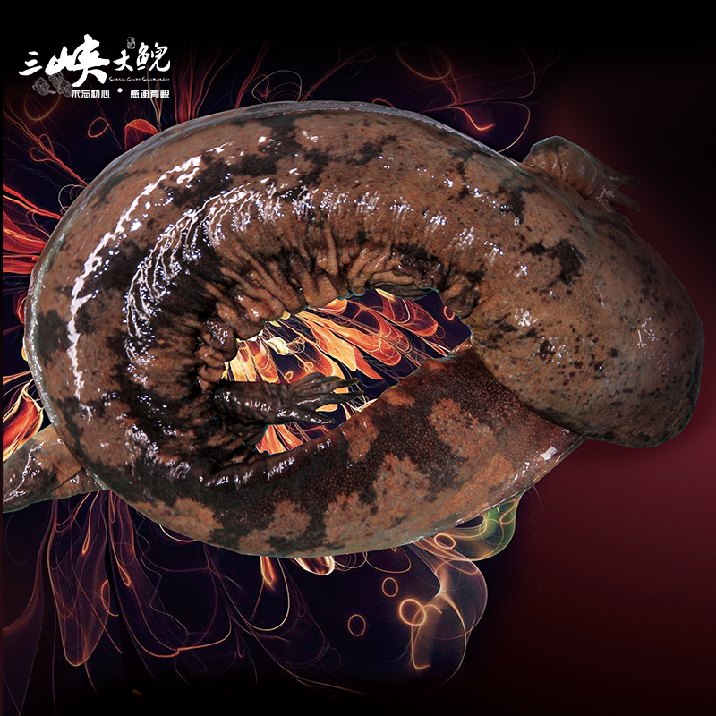 【有機(jī)認(rèn)證】長生走魚來自三峽庫區(qū)無人區(qū)和涵養(yǎng)區(qū)（長生灣年產(chǎn)60萬尾，長生淀年產(chǎn)60萬尾）